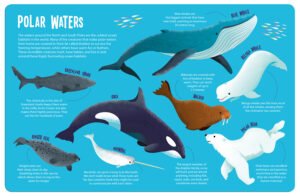 Seek and Find Ocean Animals - Image 9